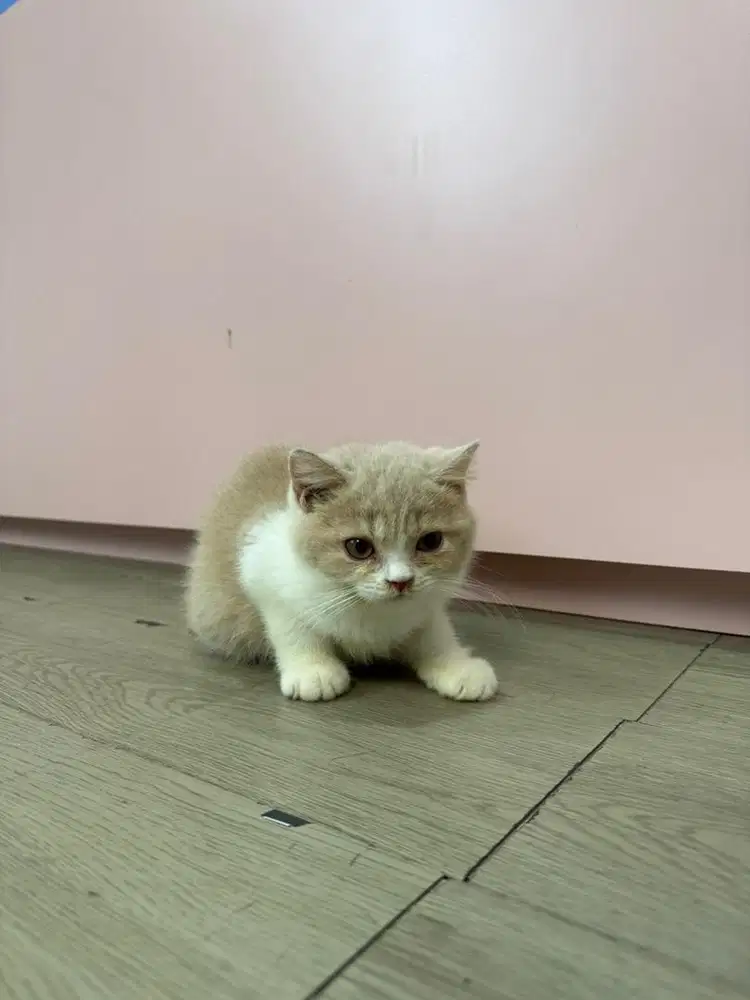 KUCING BSH CREAM MURMER PURE