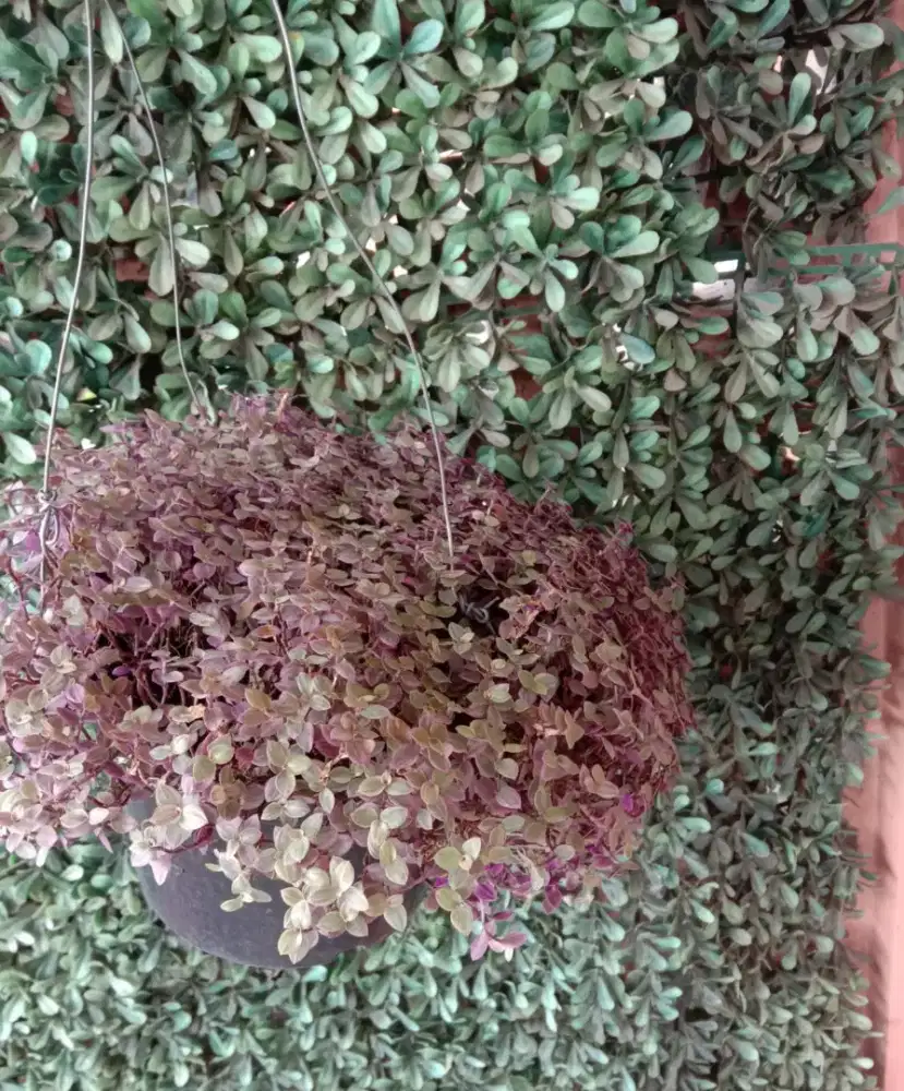 Tanaman Hias Callisia Pink Kribo