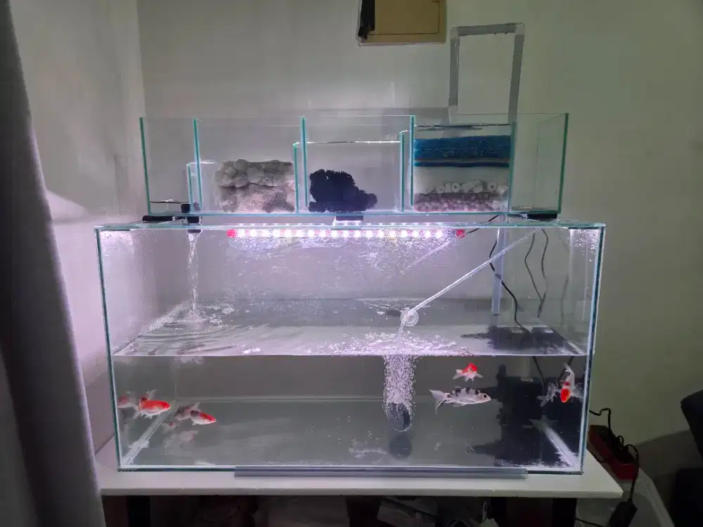 Akuarium ikan 86x40x40 + 9 ekor ikan koi + peralatan yg ada di foto