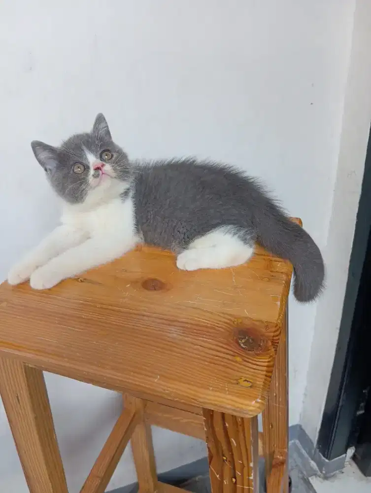 BRITISH SHORTHAIR / BSH BICOLOUR