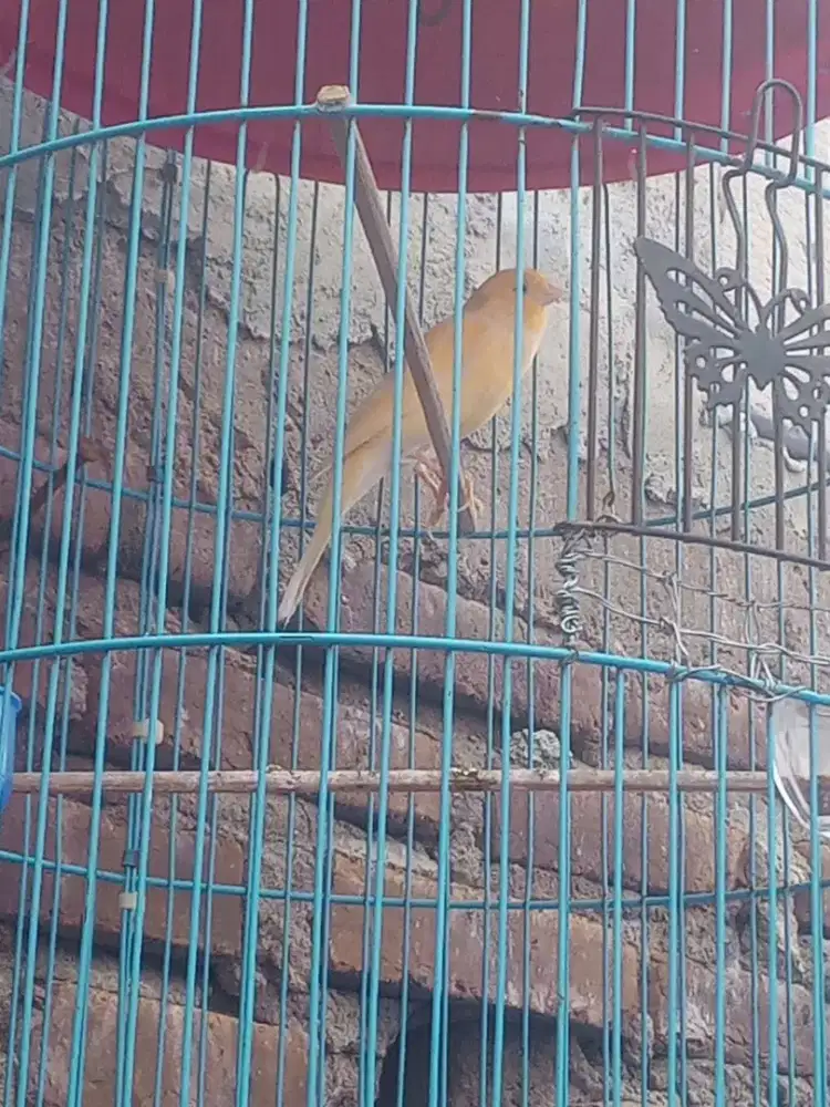 Kenari af kuning body big