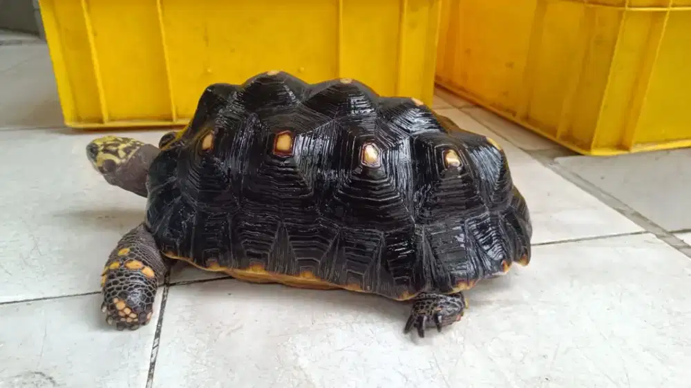 Kura Kura Red foot indukan +- 29 cm