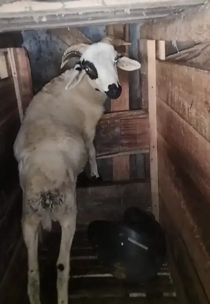 Dombaa jalu potong ok pelihara ok