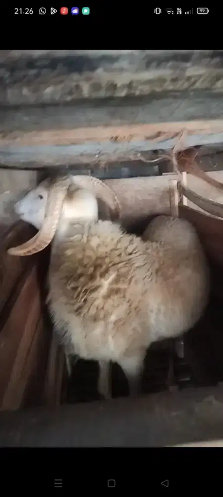 Dombaa super ganteng