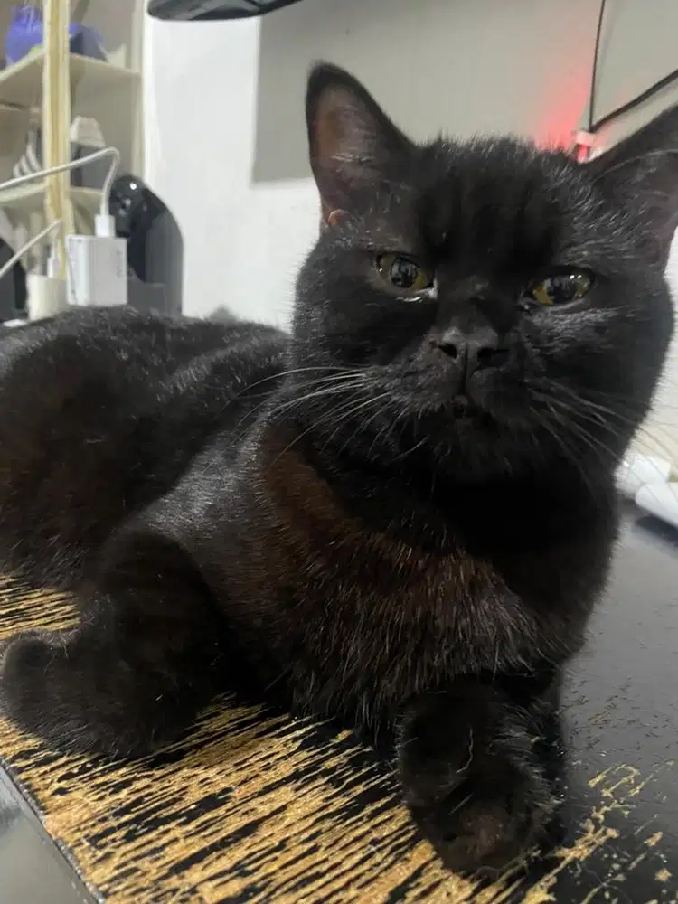 Kucing brithish shot hair