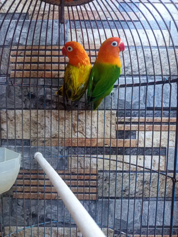 Indukan lovebird biola produksi