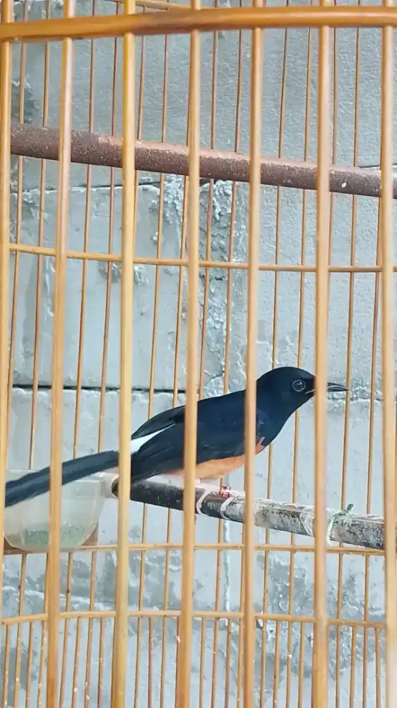 murai batu pastol indukan prestasi