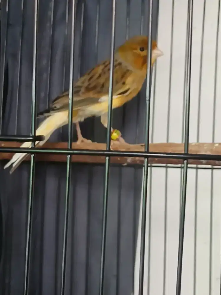 Kenari gacor pakai ring