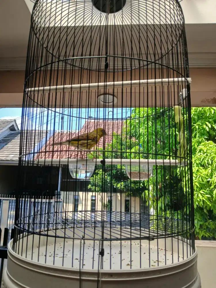 Kenari af hijau botol gacor