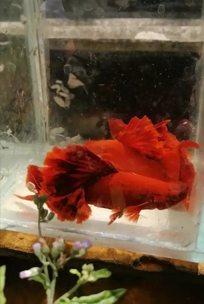 Ikan hias super red blod albino dan molli. Pikachu