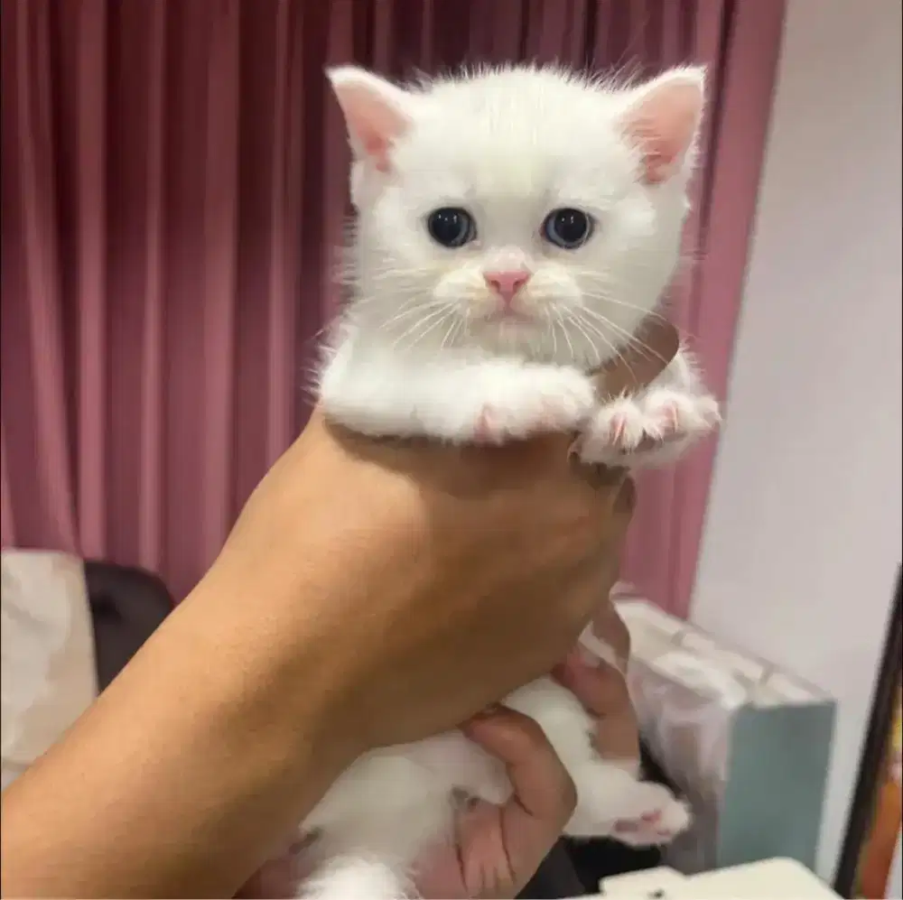 Kitten bsh white solid