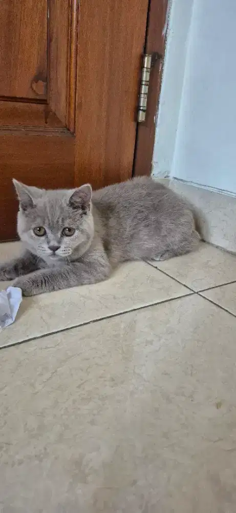 Kucing Brthis Short Hair (BSH)
