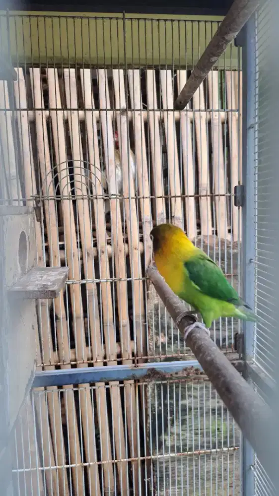 Love bird sepasang sudah nelor