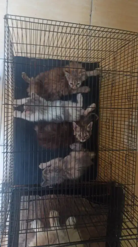 Anak kucing baru
