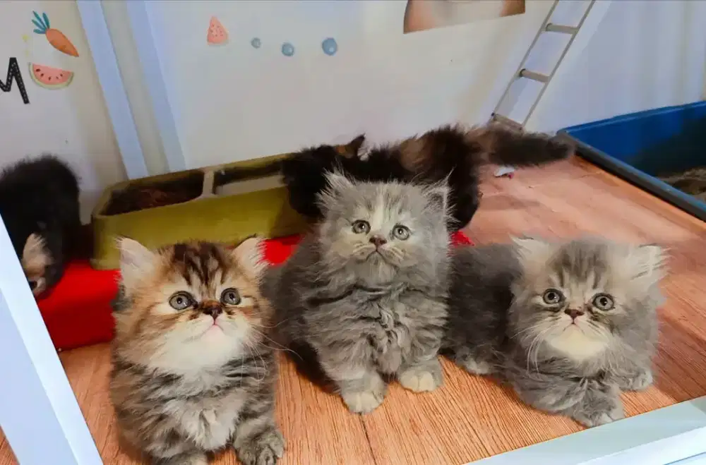 Kitten munchkin betina cebol harga perekor