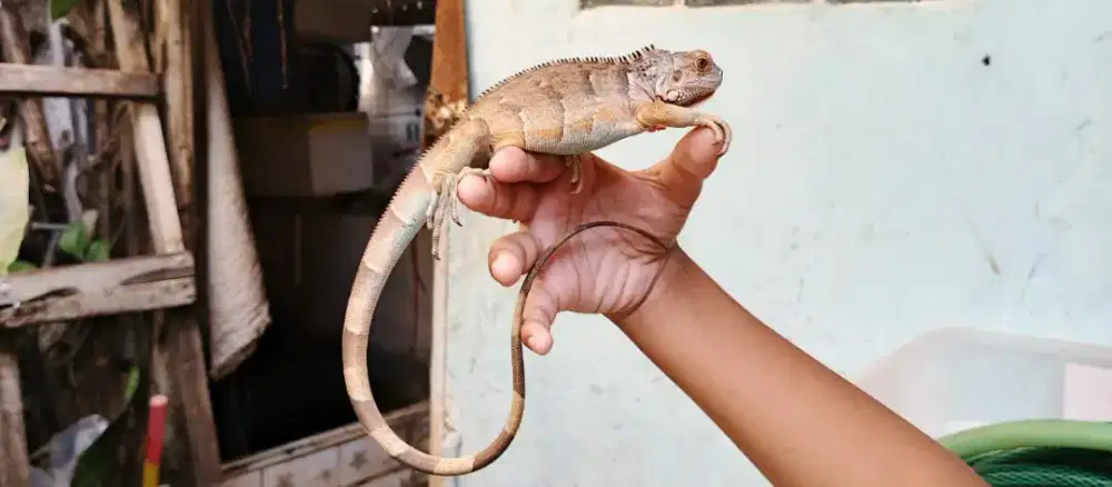 Iguana Albino Dan Red Axantic