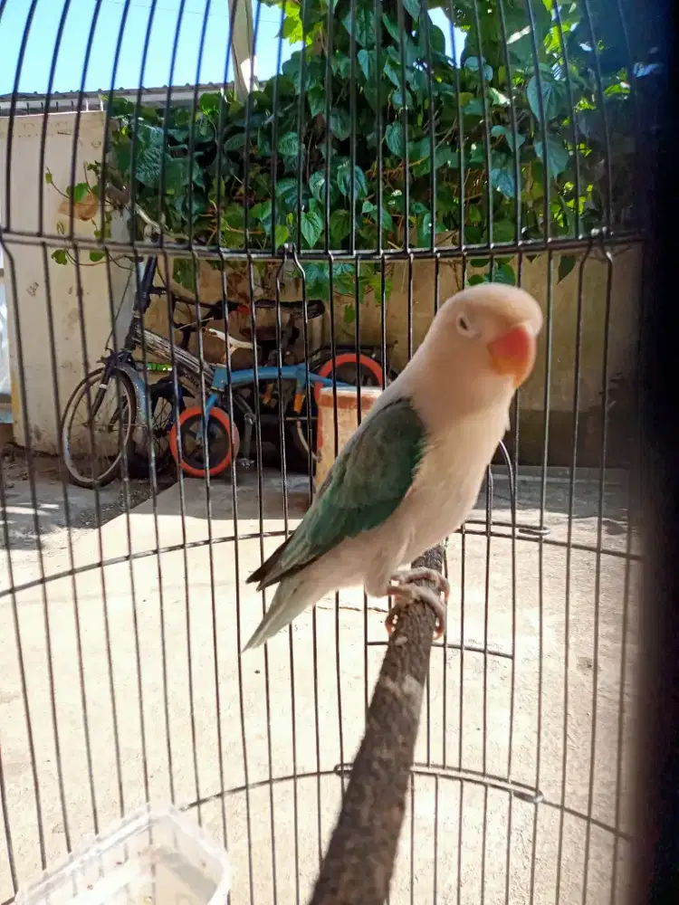 Love bird Ewing blue