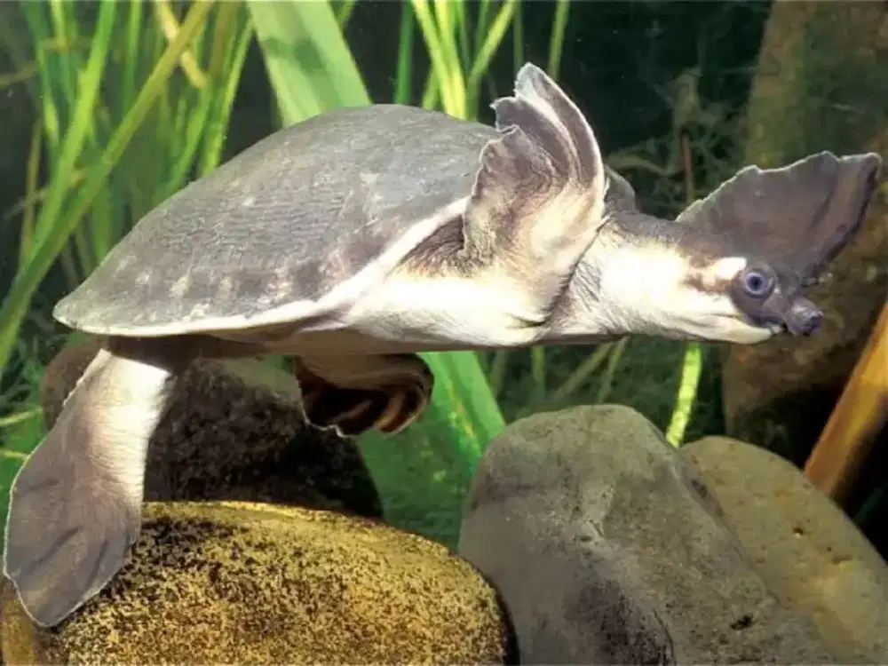 Monbray / minbi sehat gede