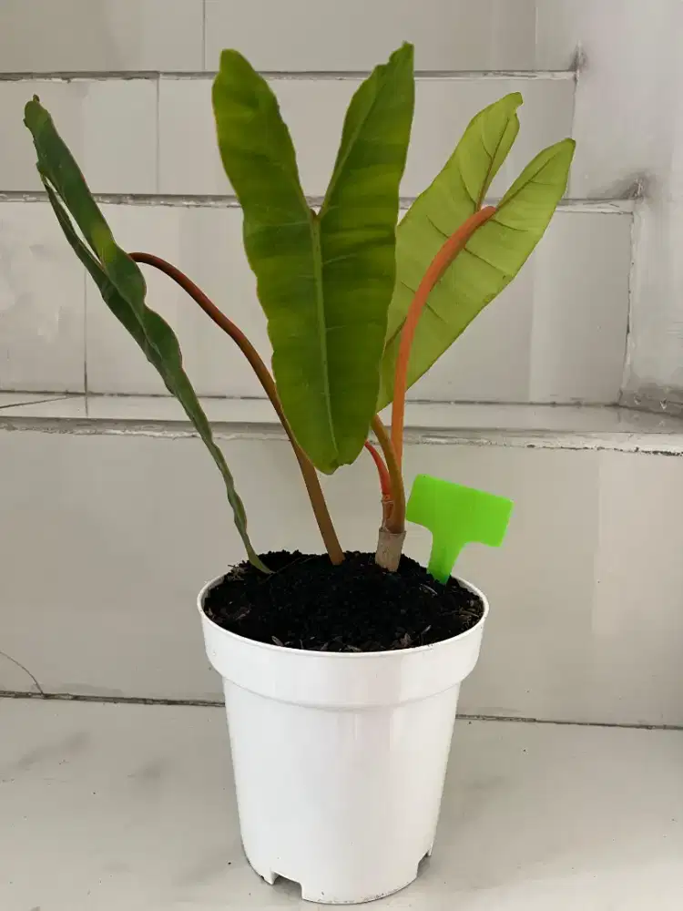 Jual Tanaman Hias Kabel Busi / Billi