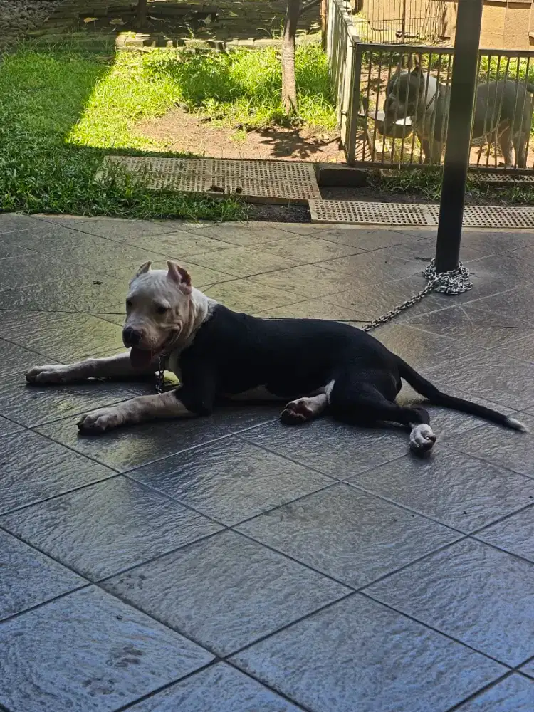 American Bully XL jambi superbull