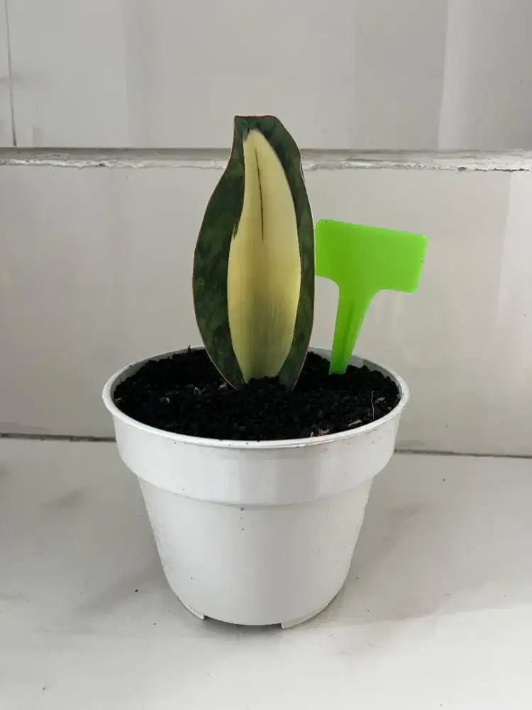 Jual Tanaman Hias Sansiviera Mason Mediocipta