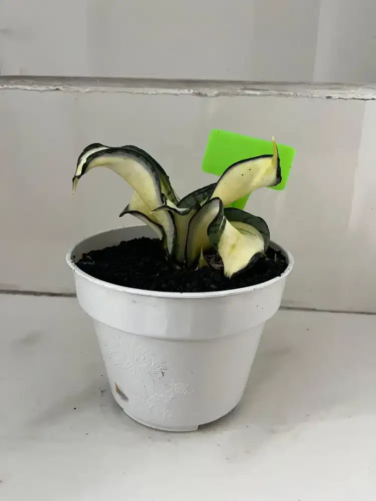 Jual Tanaman Hias Wendys Putih