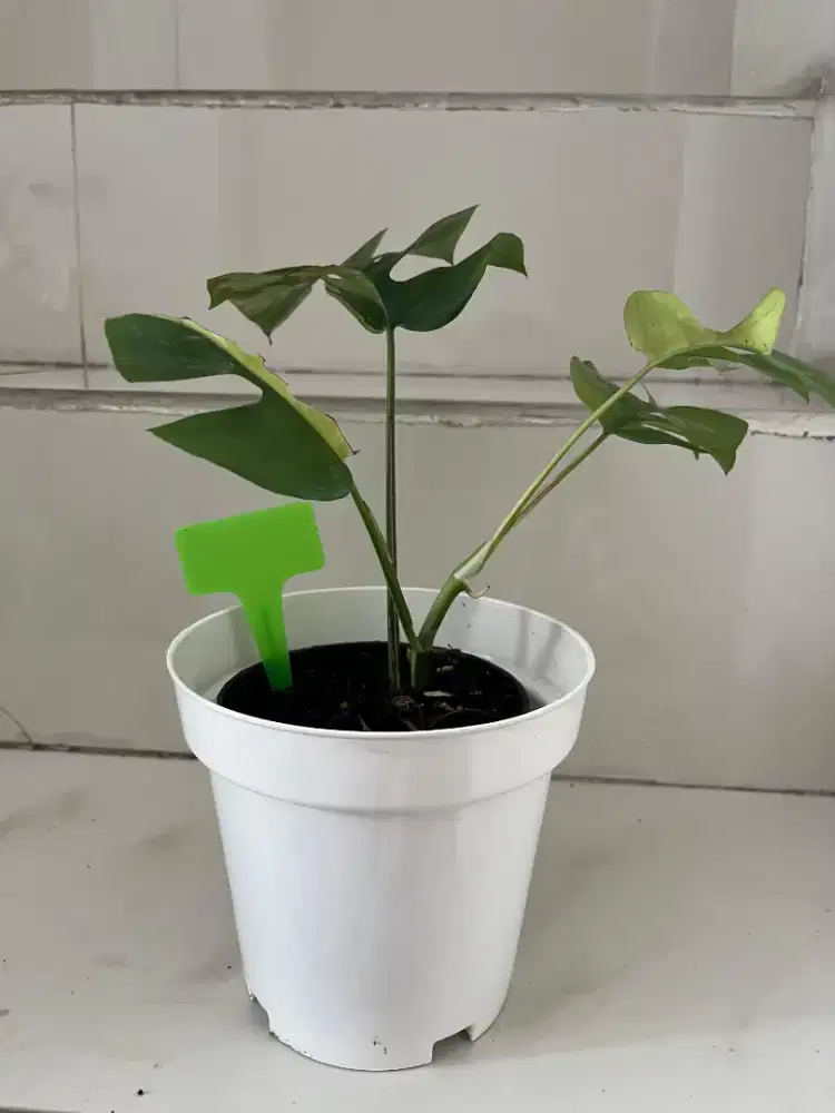 Jual Tanaman Hias Tetrasperma