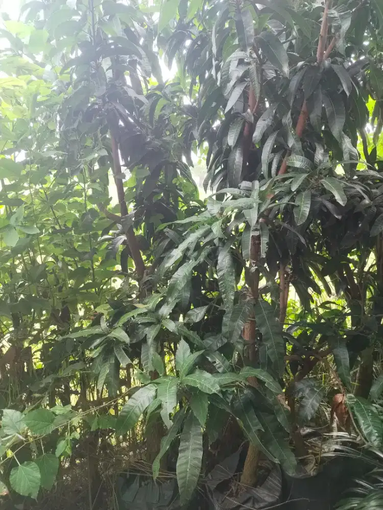 Jual Pohon mangga tabulampot