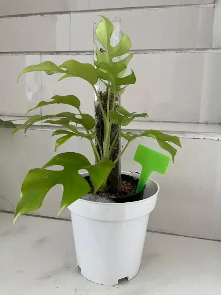 Jual Tanaman Hias Tetrasperma