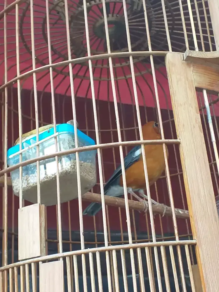 Anis merah mulus gemling polset