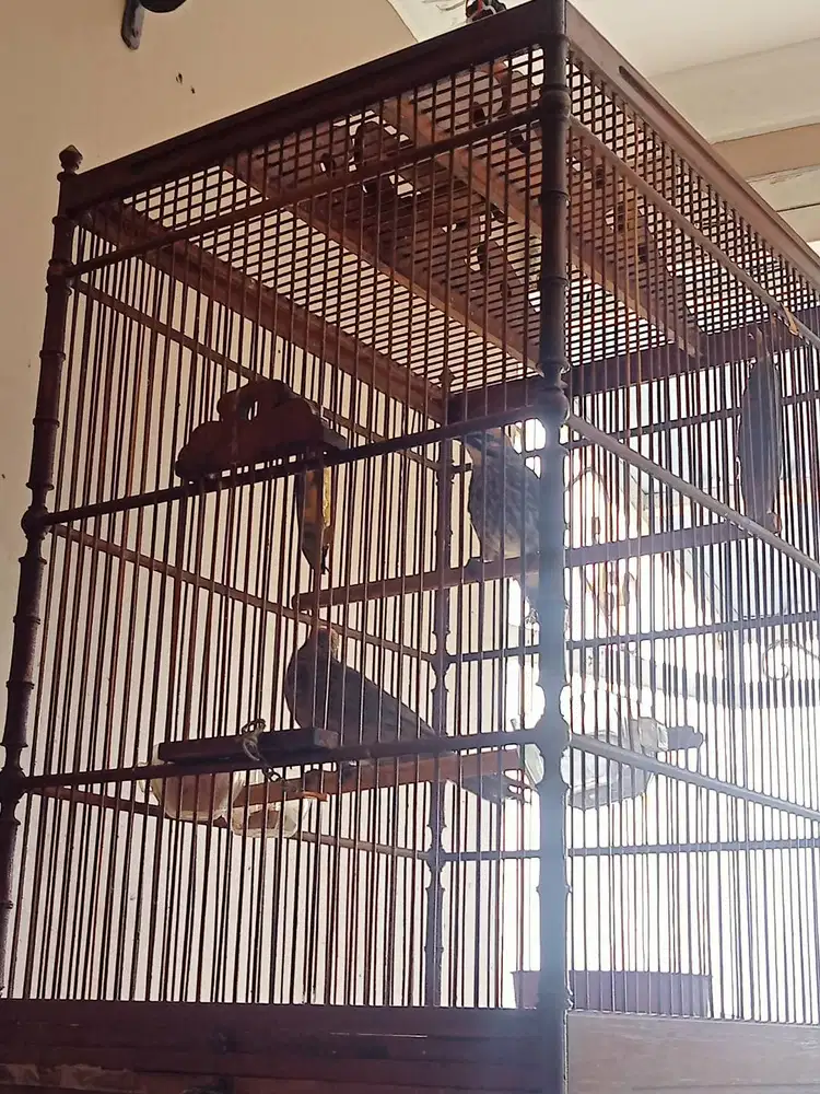 Sepasang siap ternak Cucak Rawa MH  Usia Mapan