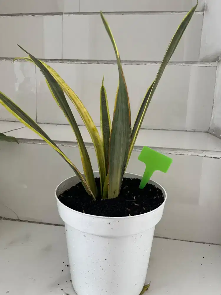 Jual Tanaman Hias Sansiviera Assalam