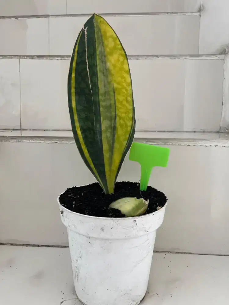 Jual Tanaman Hias Sansiviera Mason Gold