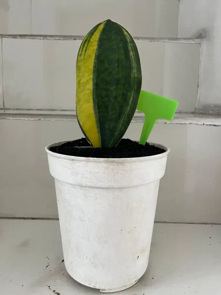 Jual Tanaman Hias Sansiviera Mason Gold