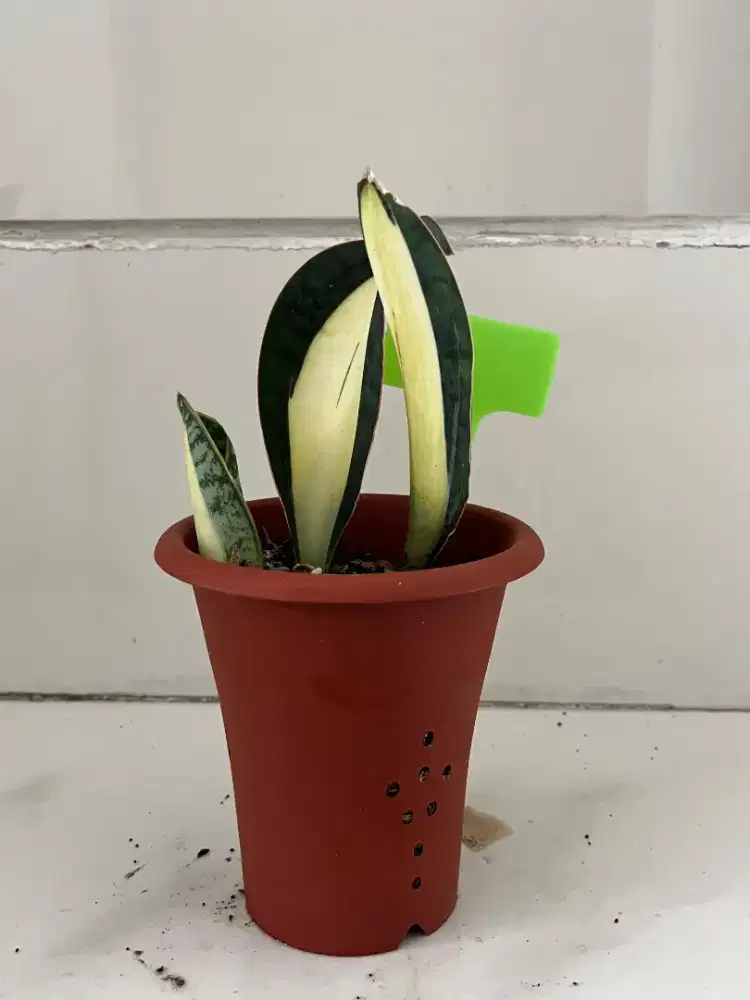 Jual Tanaman Hias Sansiviera Mason Mediopicta Couple + Anak