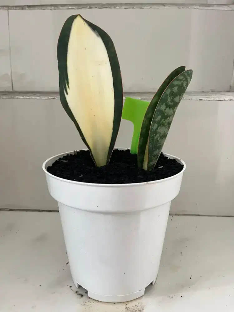 Jual Tanaman Hias Sansiviera Mason Mediopicta Couple