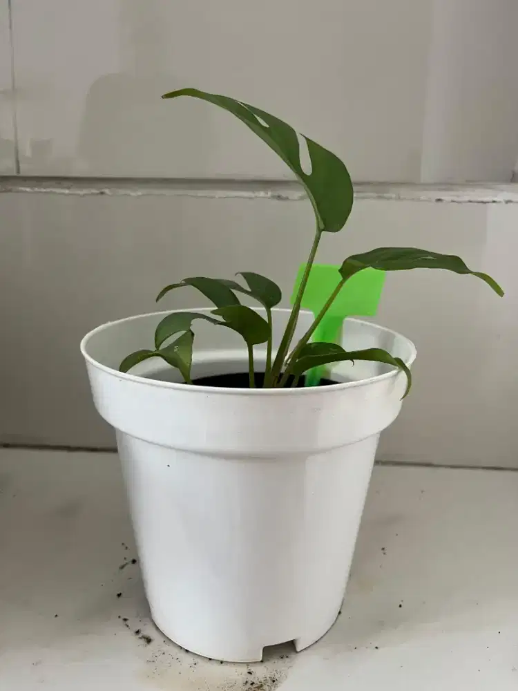 Jual Tanaman Hias Tetravar