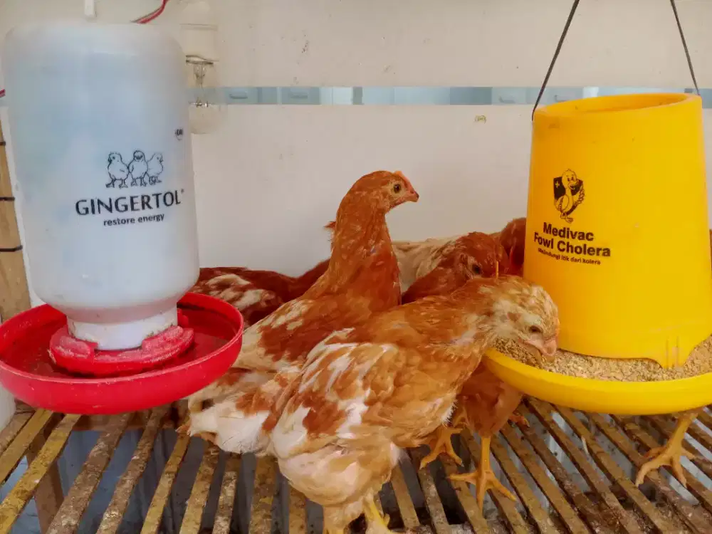 Ayam petelur pullet