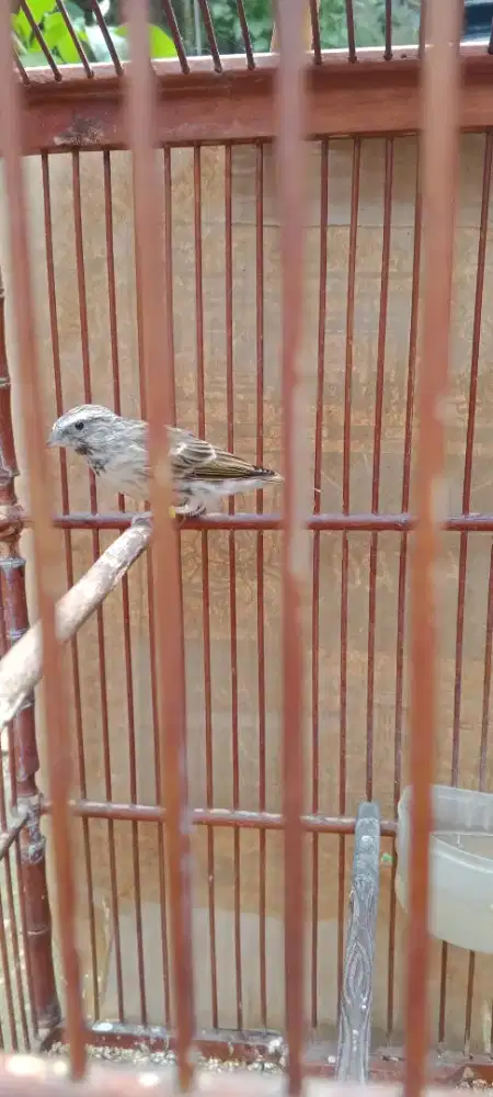 Burung blackthroat jantan gacor fulset lok bojong sari baru