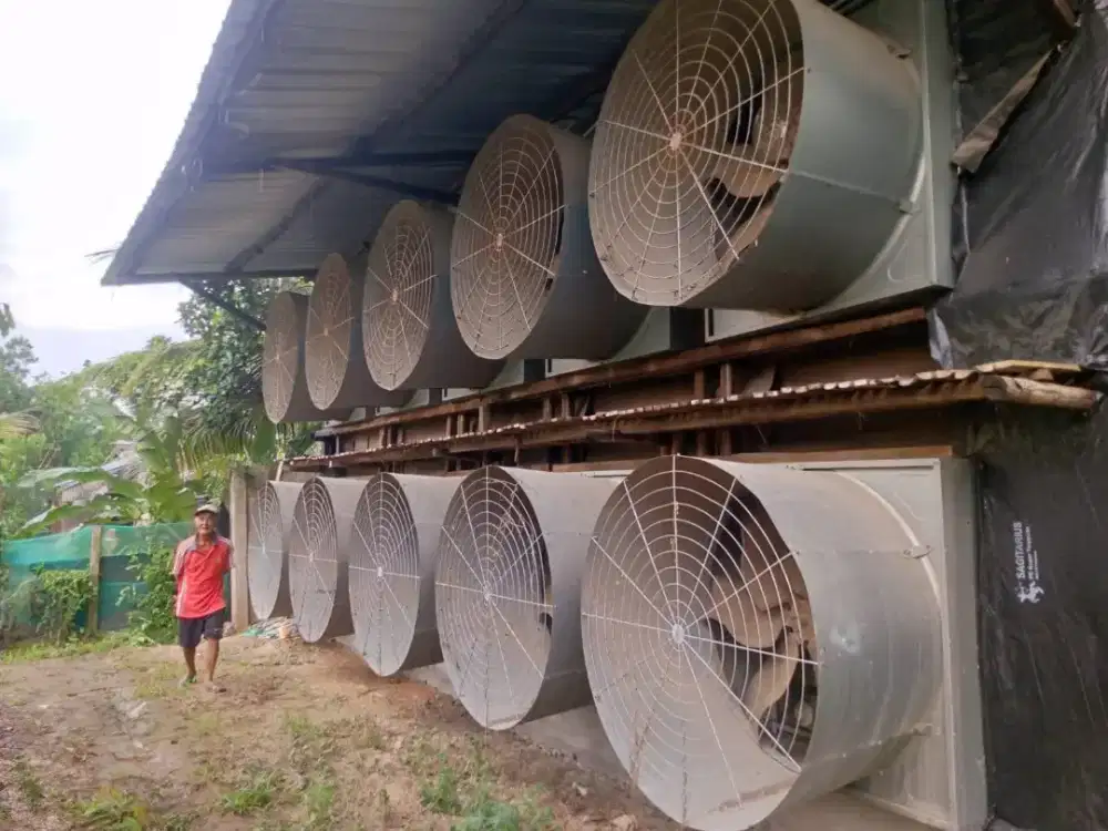 Kandang broiler close house