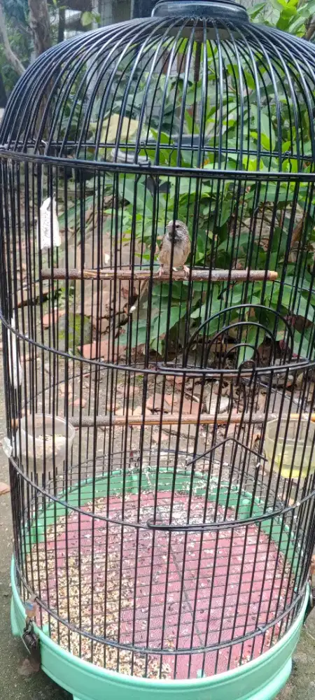 Burung blackthota boswana body gede mapan jantan rajin/gacor