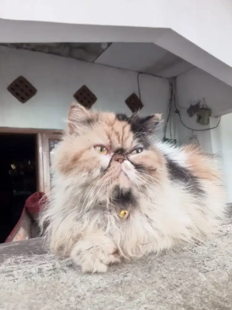 Kucing Persia peaknose