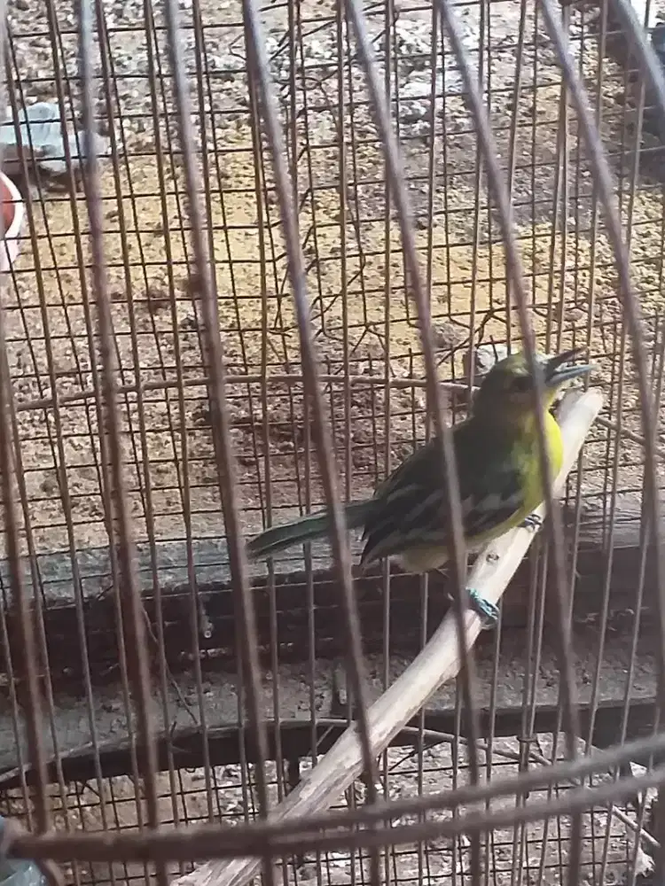 Sirtu cipew mulus por total