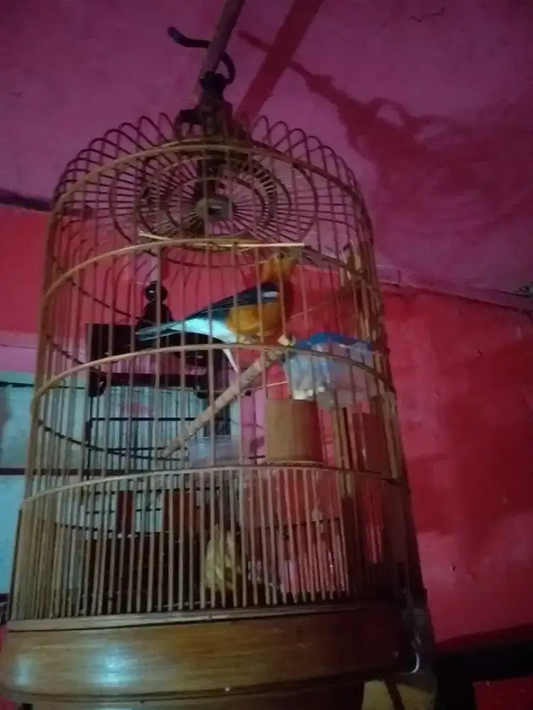 Anis merah mulus gemling