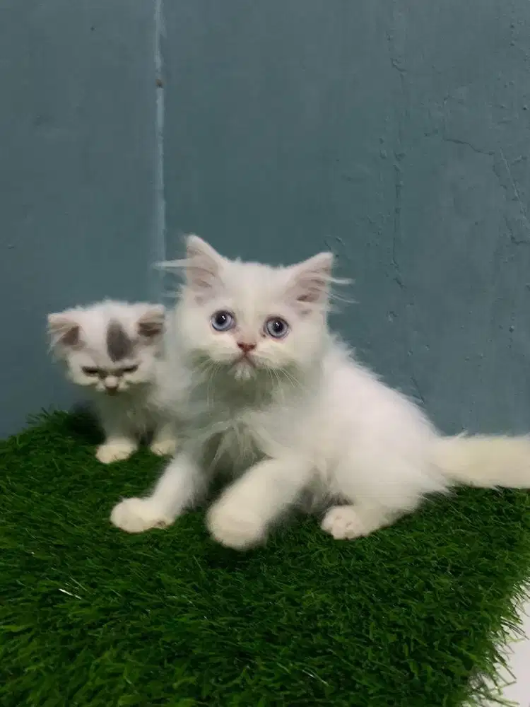 Available kitten tiga ekor