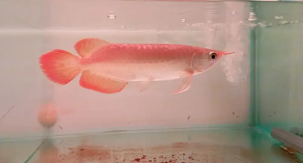 Arwana super red 22cm