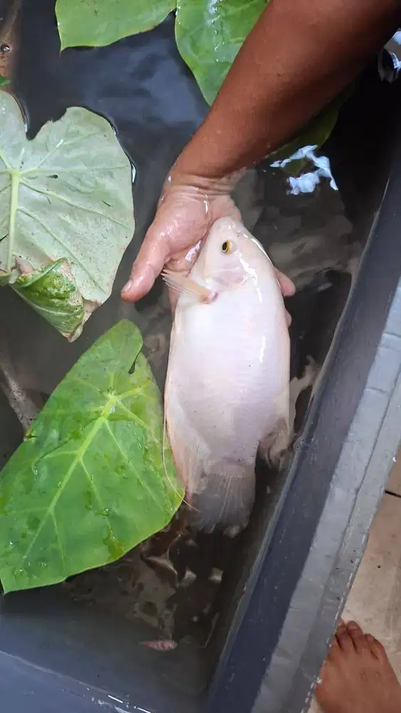 Gurame padang 6 jari