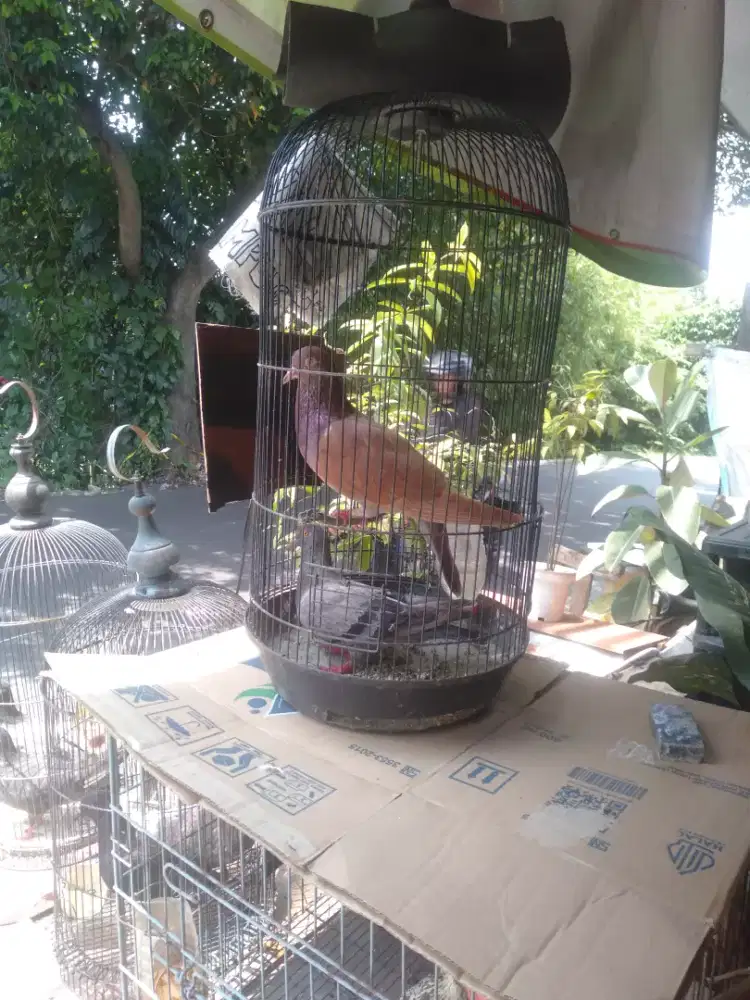 Merpati merpati