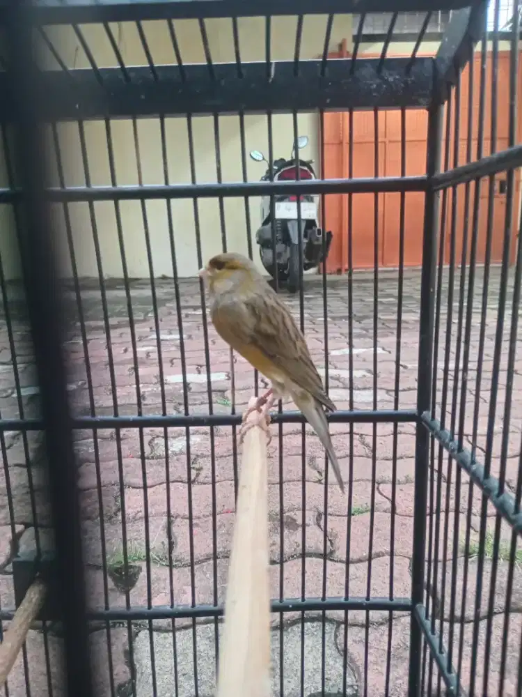 Kenari AF ijo botol gacor