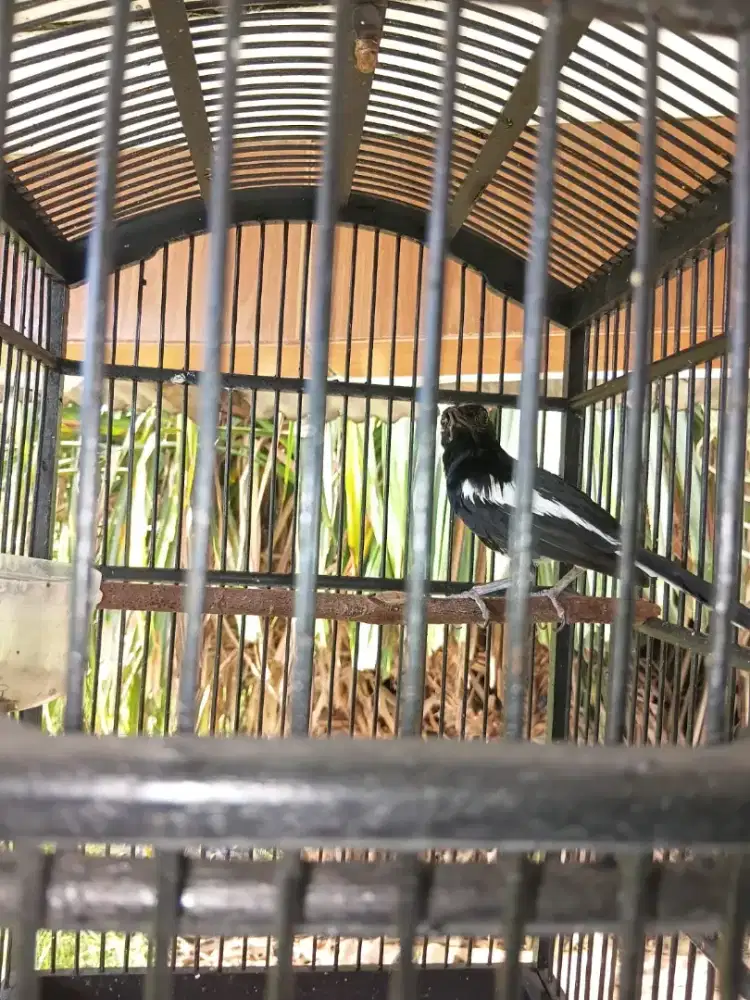 Kacer Tretes bodi sedeng